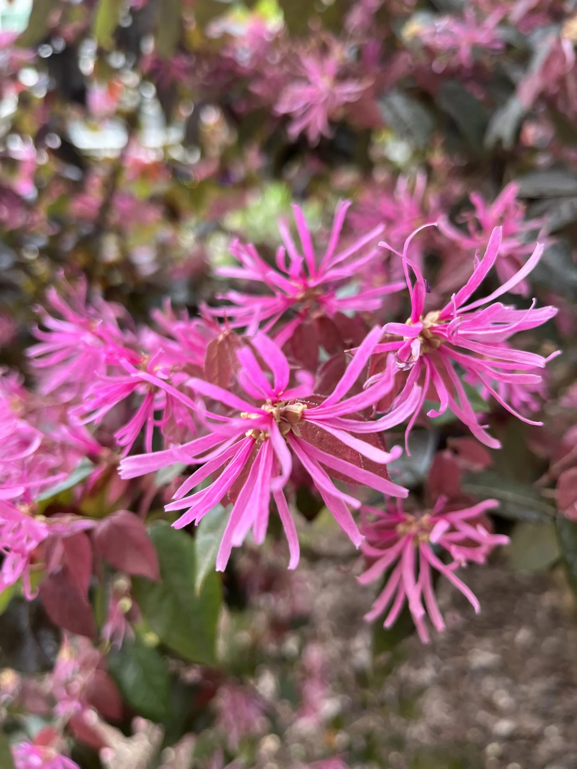Loropetalum Chinense - Heksenstruik - Image 2