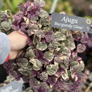 Ajuga reptans - Kruipend zenegroen