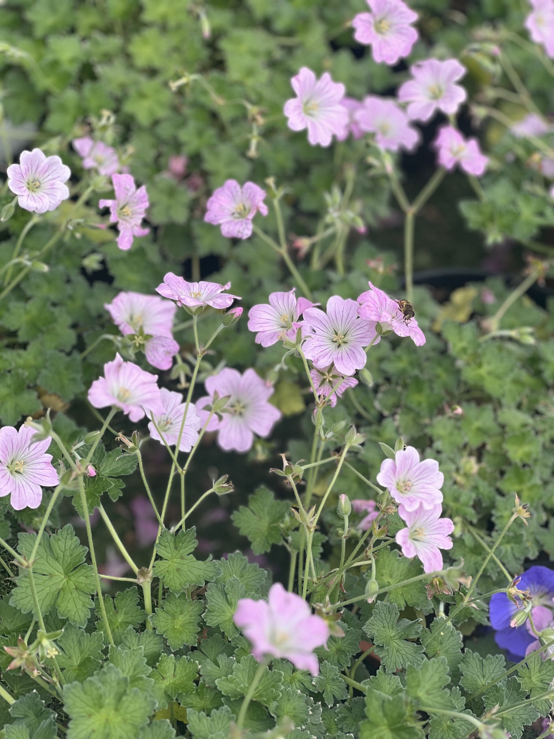 Ooievaarsbek - Geranium Dreamland