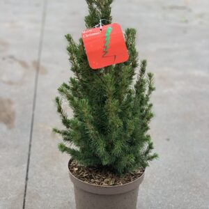 Picea Glauca Conica 65cm