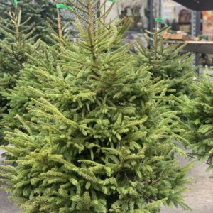 Kerstboom Picea Abies 170cm