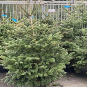 Kerstboom Nordmann in pot