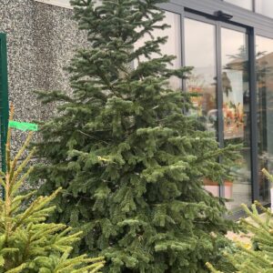 Kerstboom Nordmann Pot XXL