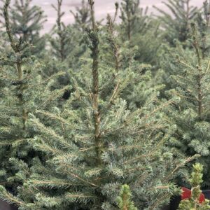 Picea Omorika - Servische Spar