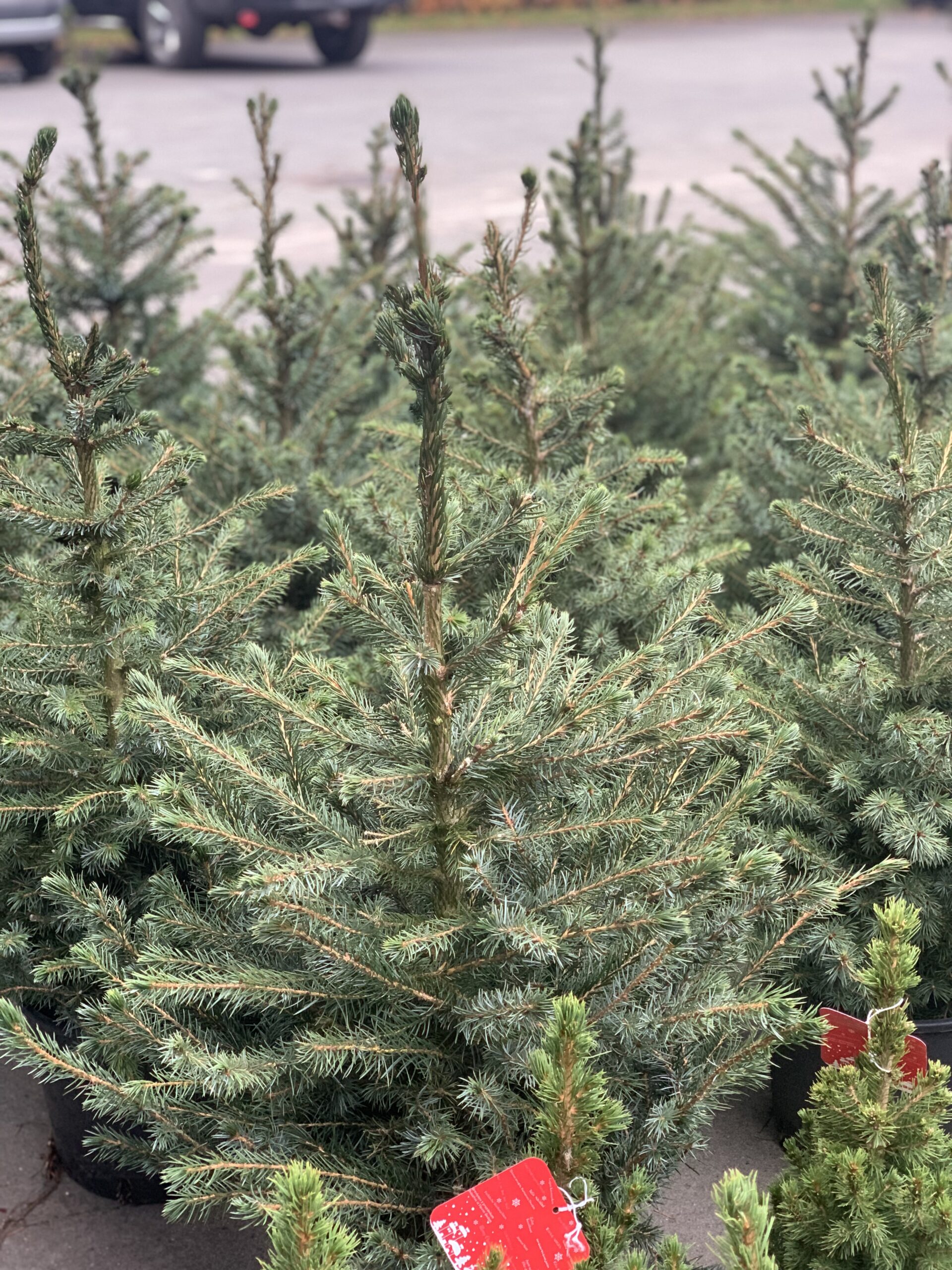 Picea Omorika - Servische Spar