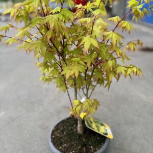 Acer Palmatum Summergold Bonsai