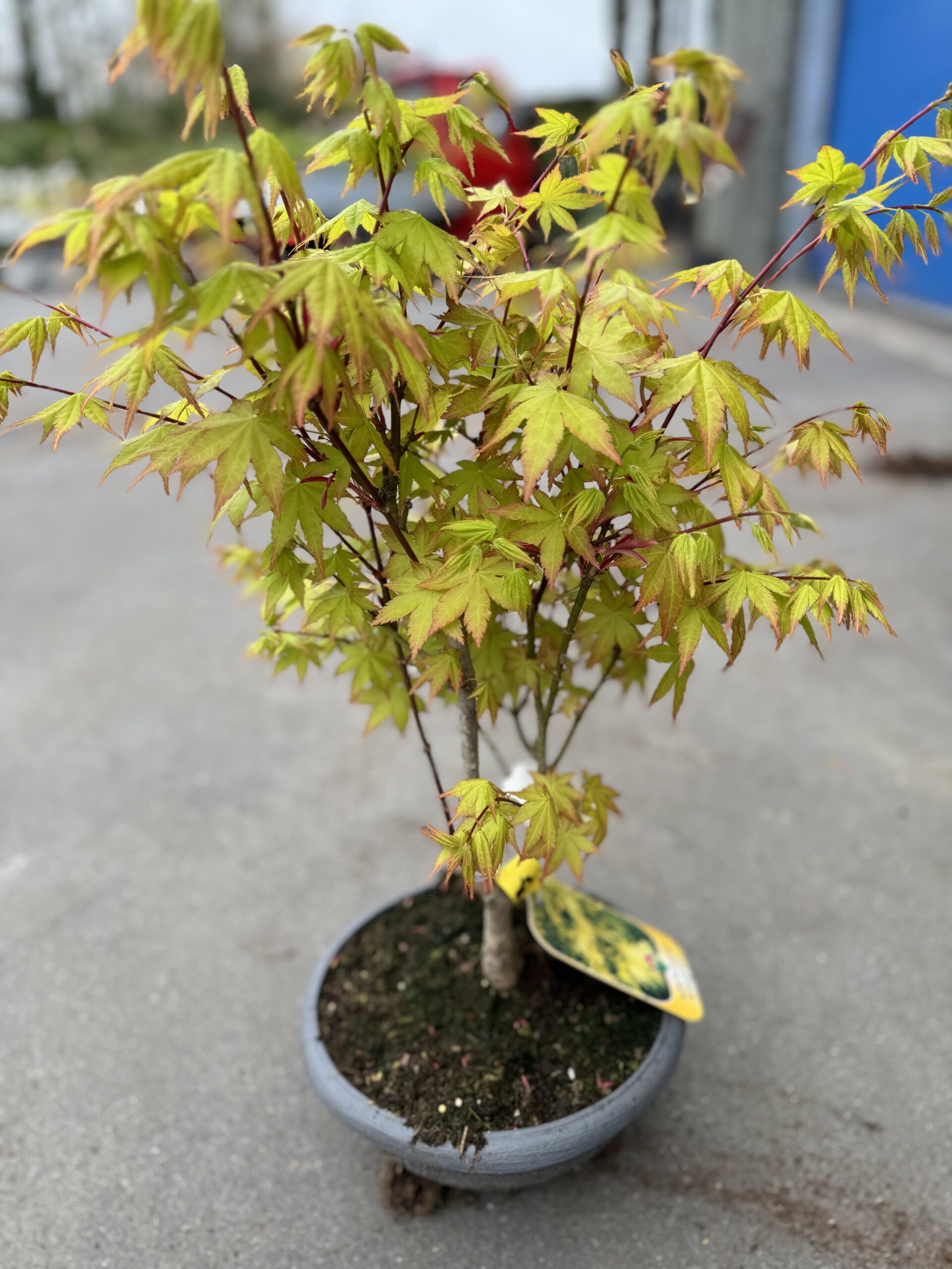 Acer Palmatum Summergold Bonsai