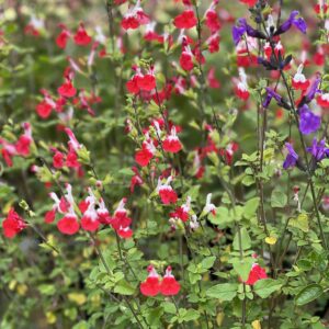 Salvia Microphylla Hot Lips
