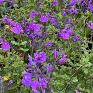 Salvia microphylla Salvinio Lilac