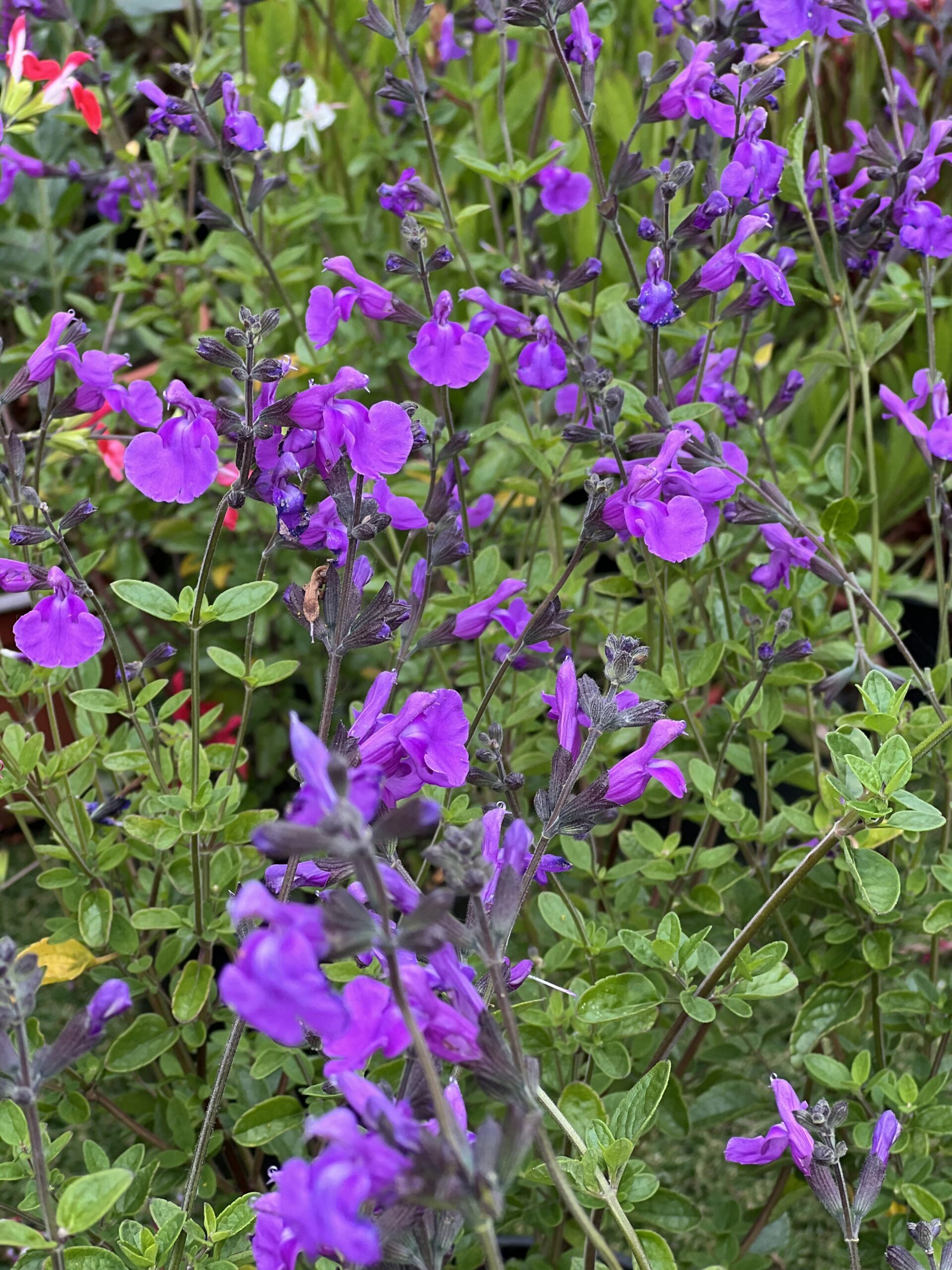 Salvia microphylla Salvinio Lilac