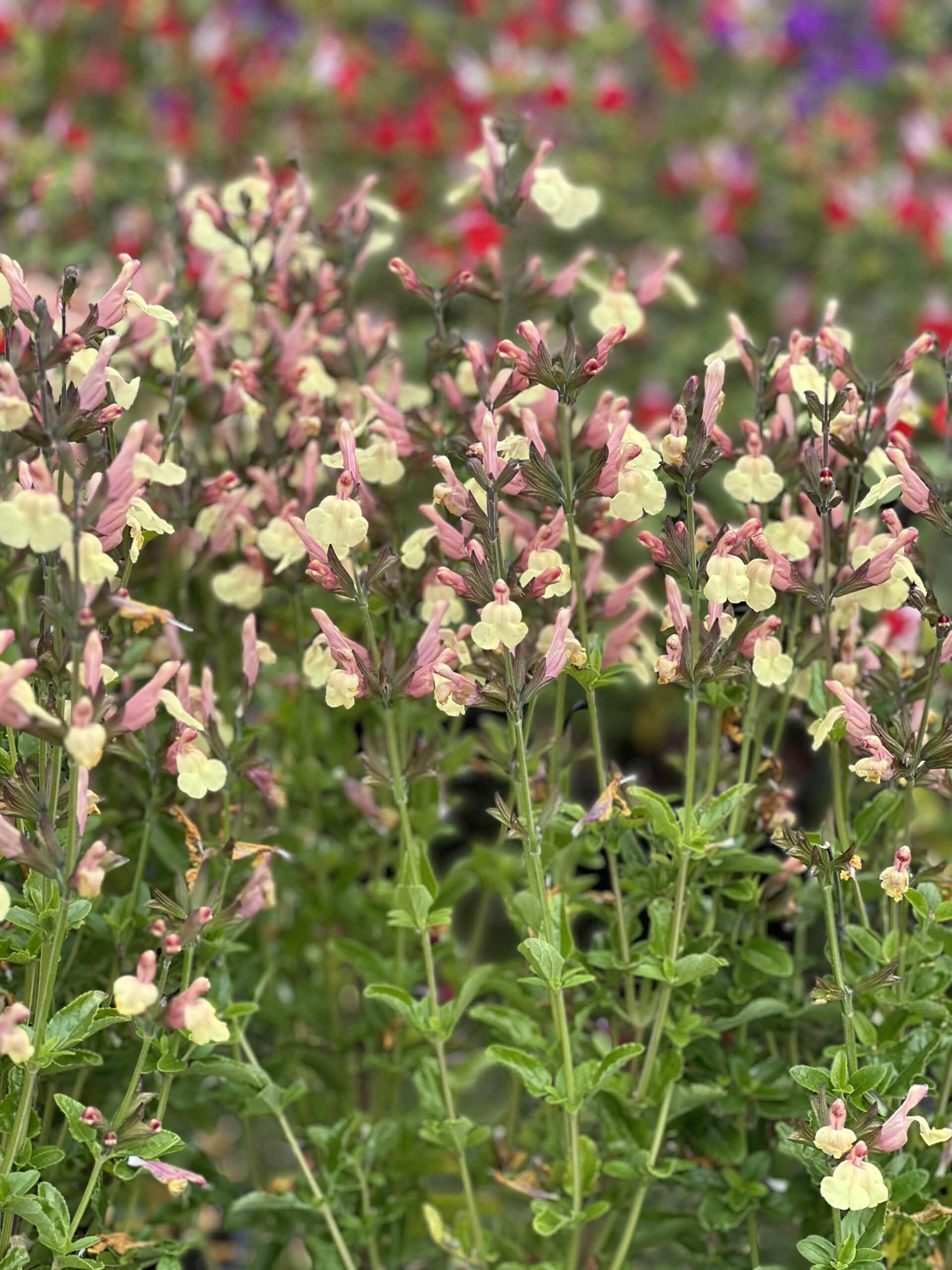 Salvia microphylla Salvinio Lemon