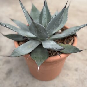 Agave Parryi
