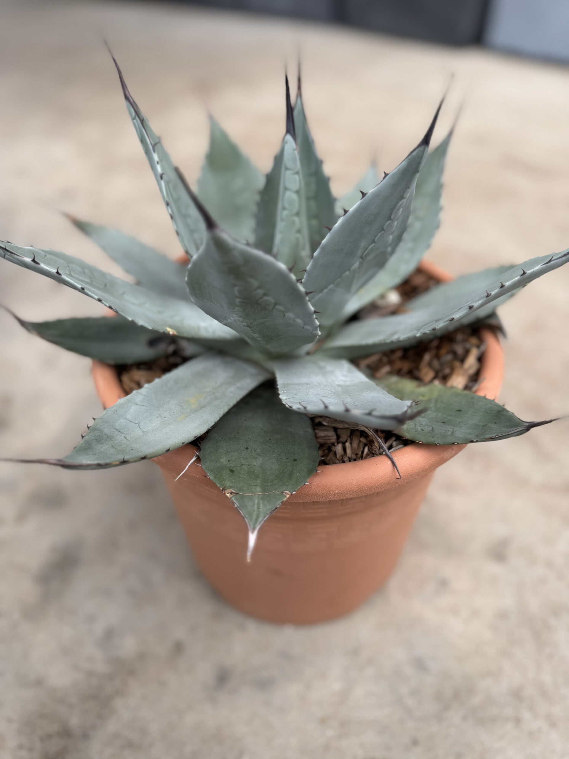 Agave Parryi