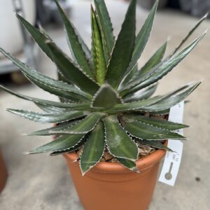 Agave Garciae-Mendozae