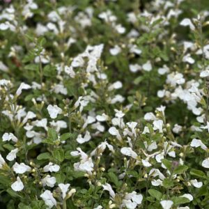 Salvia microphylla Salvinio White