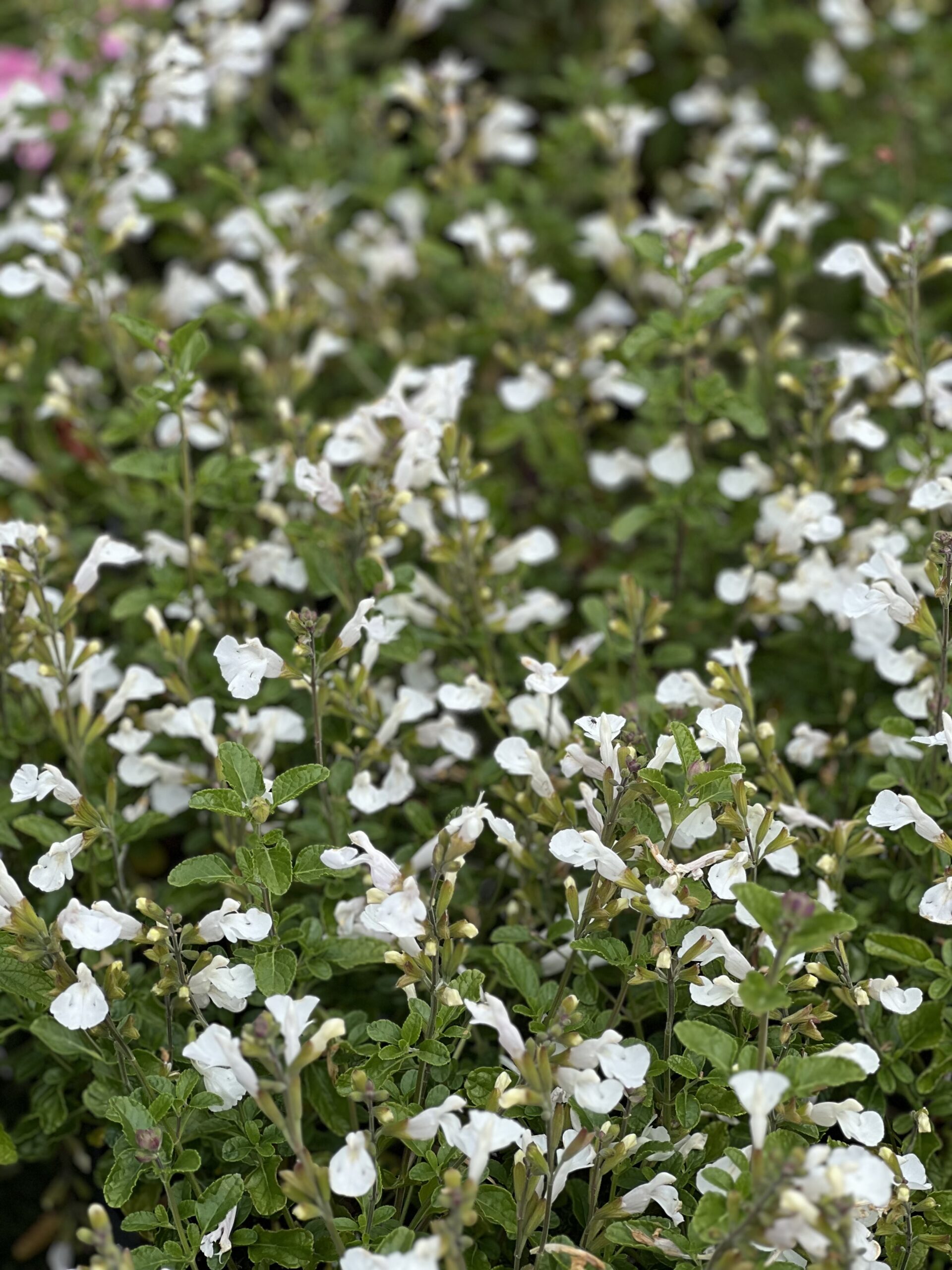 Salvia microphylla Salvinio White