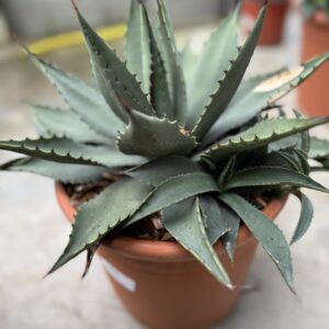 Agave Viviparina