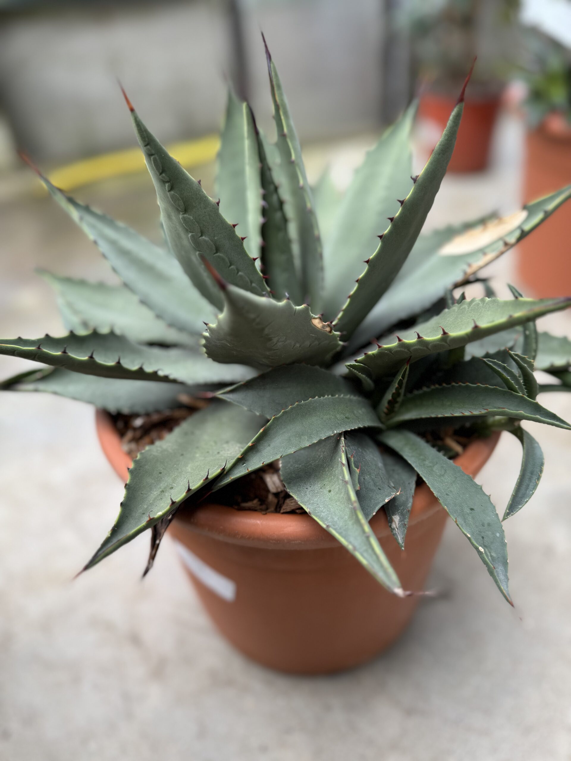 Agave Viviparina