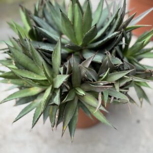 Agave Multifilifera