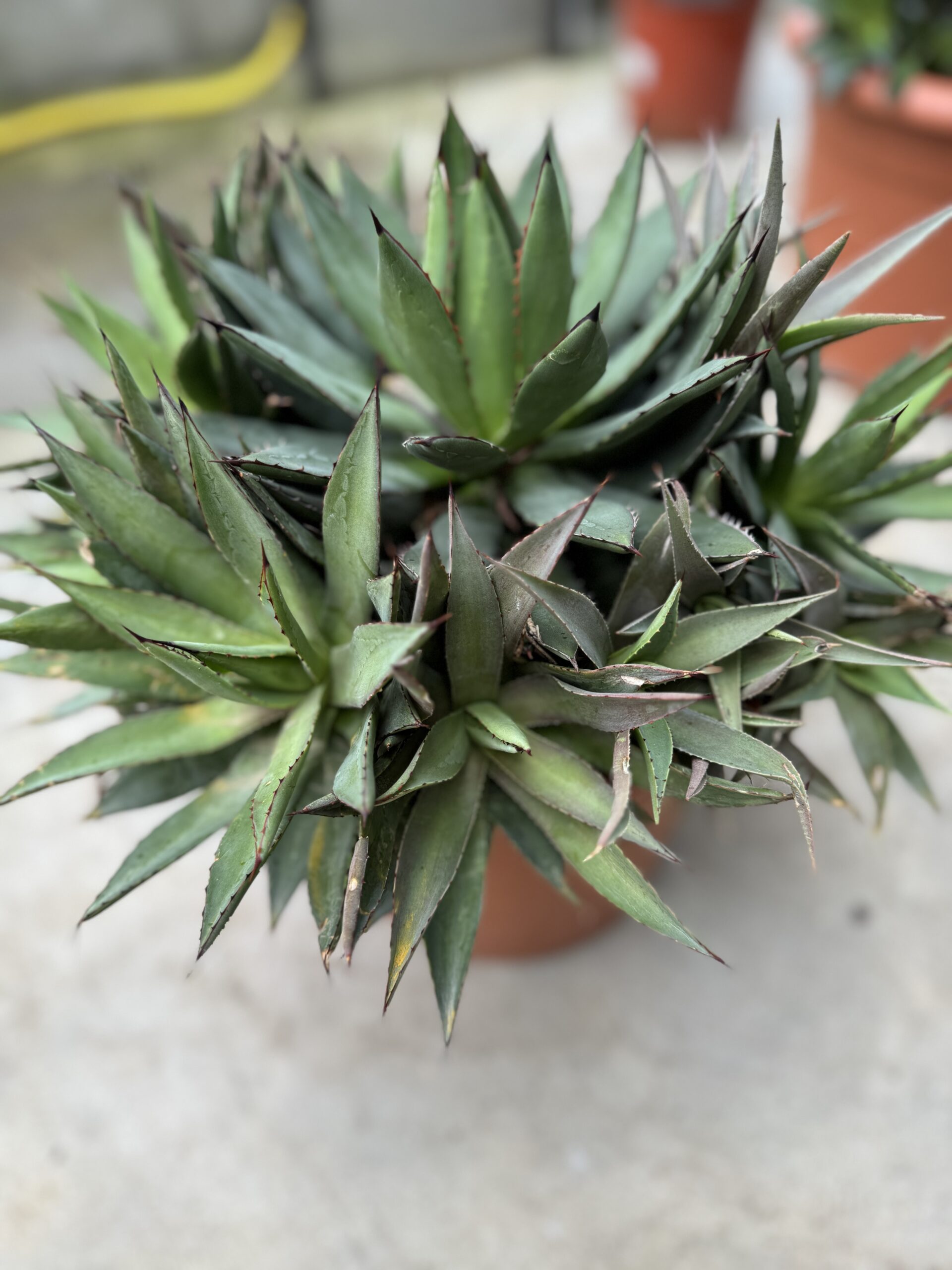 Agave Multifilifera