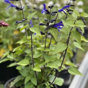 Salvia Rockin True Blue