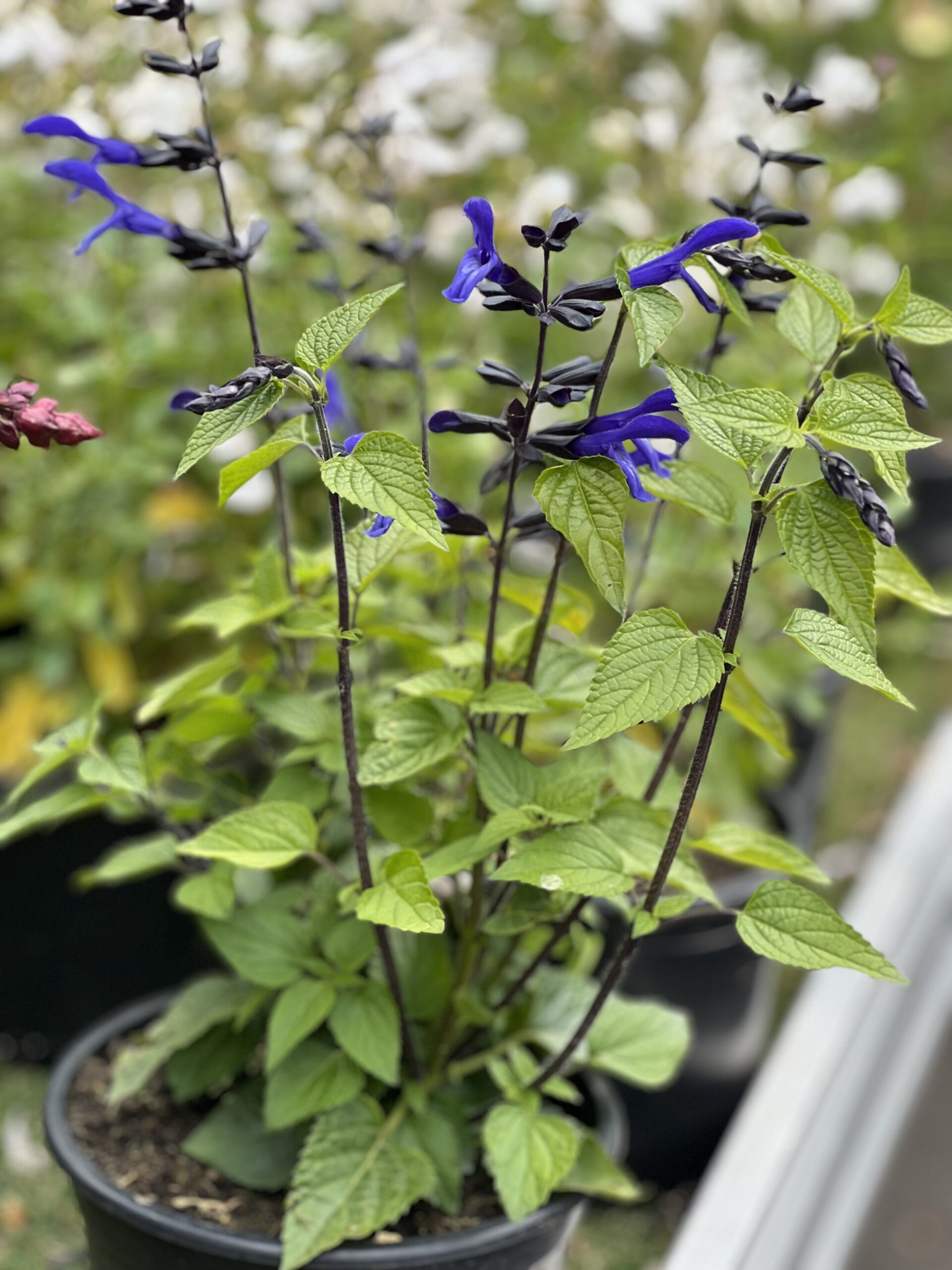 Salvia Rockin True Blue