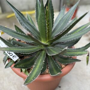 Agave Lophantha Splendida