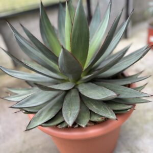 Agave Kerchovei Huajuapan Red
