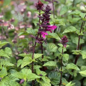 Salvia Rockin Fuchsia