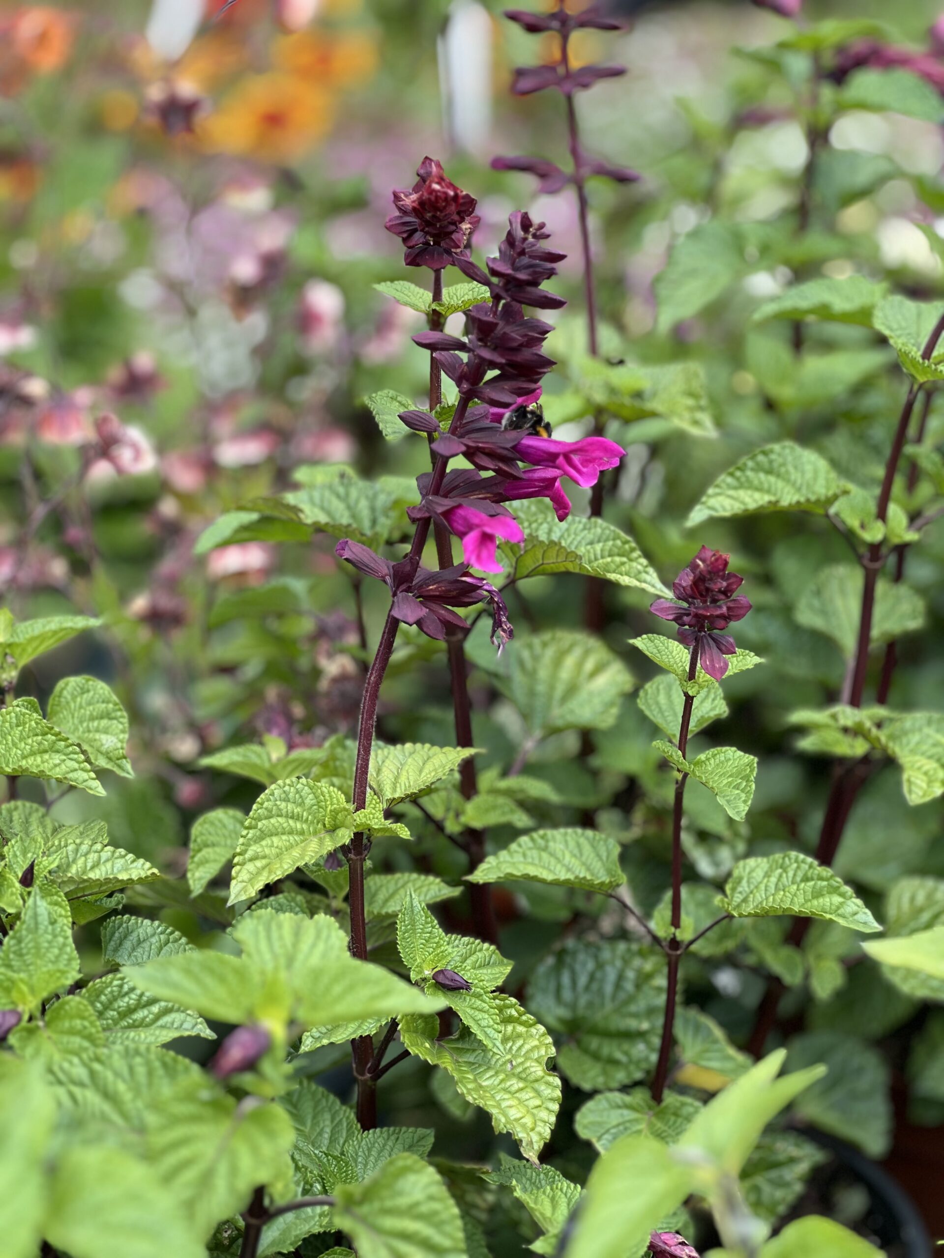 Salvia Rockin Fuchsia