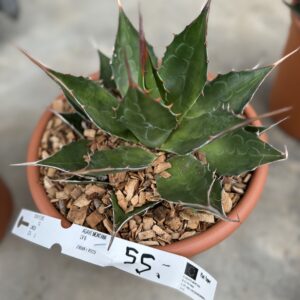 Agave Montana