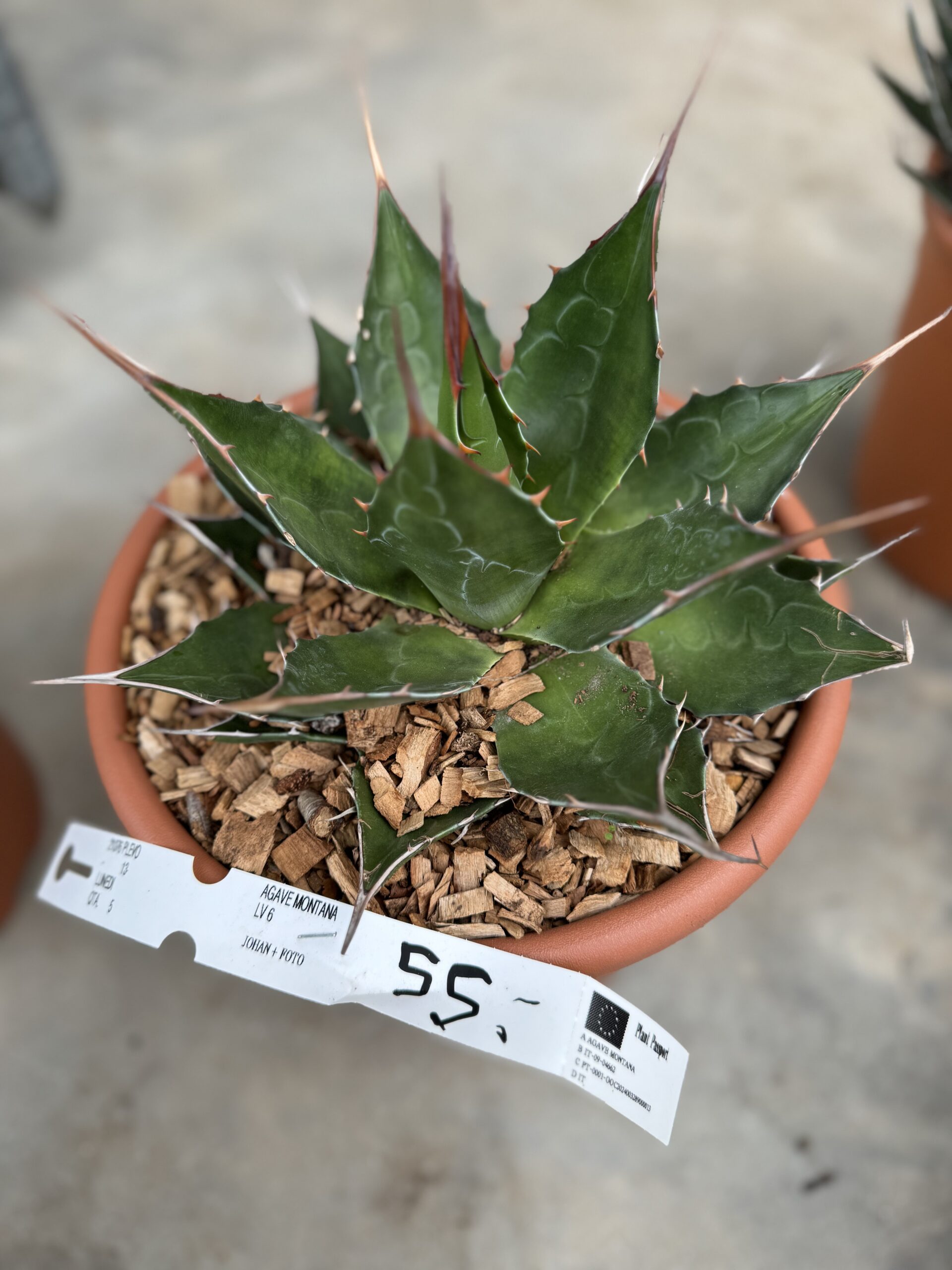 Agave Montana