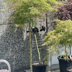 Acer Palmatum dissectum Viridescens 140cm