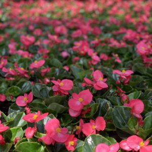 Waterbegonia