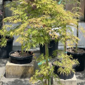 Acer Palmatum Dissectum Viridescens 95cm