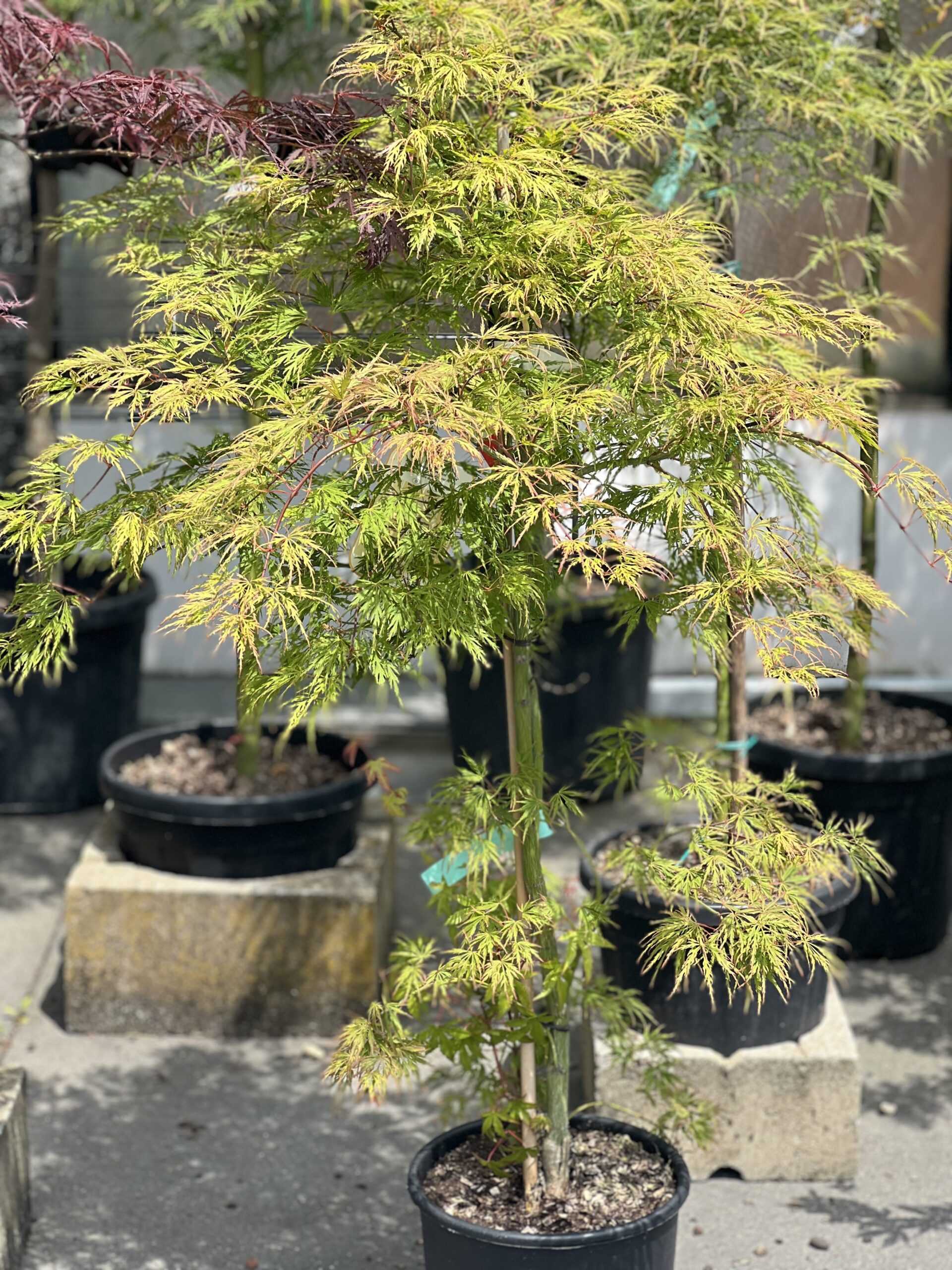 Acer Palmatum Dissectum Viridescens 95cm