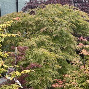 Acer Palmatum dissectum Viridescens 145cm