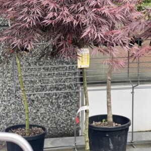 Acer Palmatum dissectie Inabe Shidare 145 cm