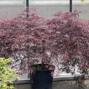 Acer Palmatum Inabe Shidare 110cm