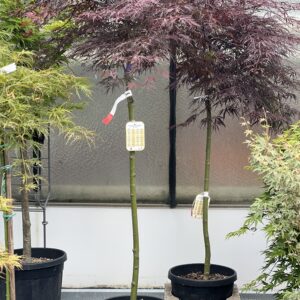 Acer Palmatum Dissectum Tamukeyama 150cm