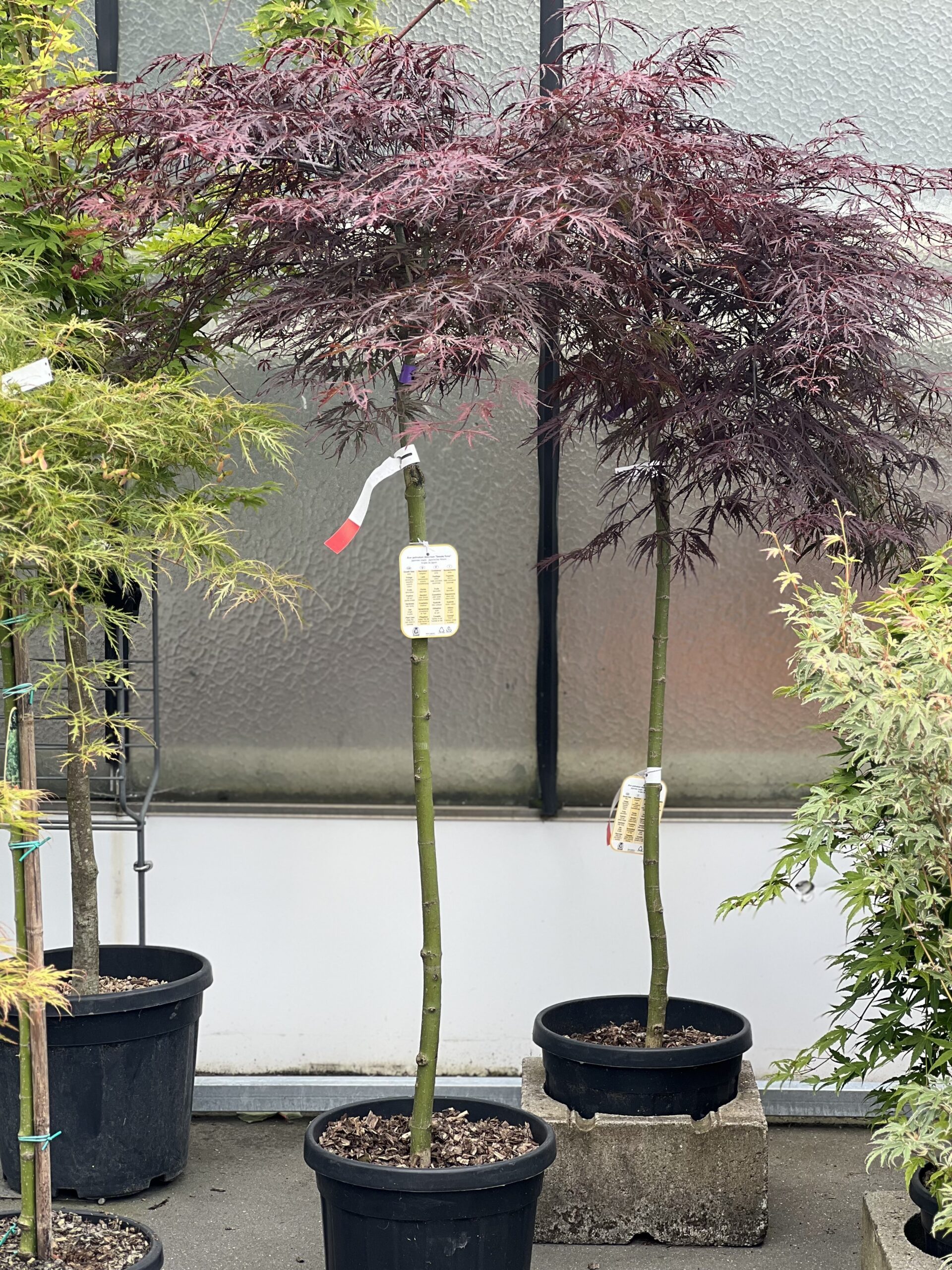 Acer Palmatum Dissectum Tamukeyama 150cm