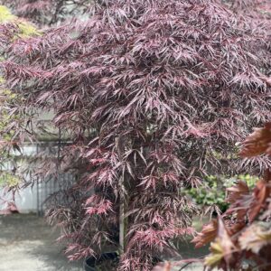 Acer Palmatum dissectum Inabe Shidare