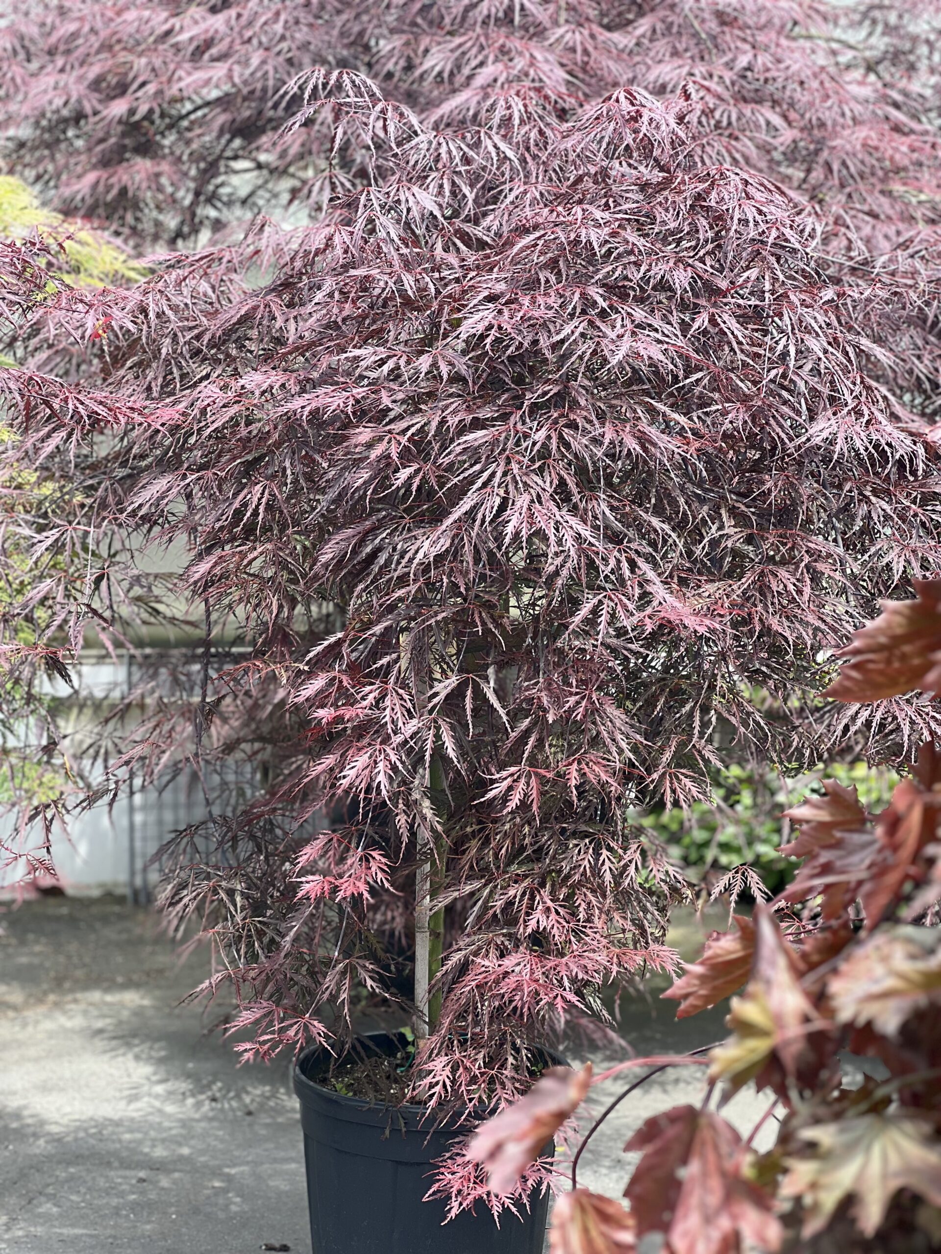 Acer Palmatum dissectum Inabe Shidare