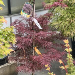 Acer palmatum Dissectum Garnet 120cm