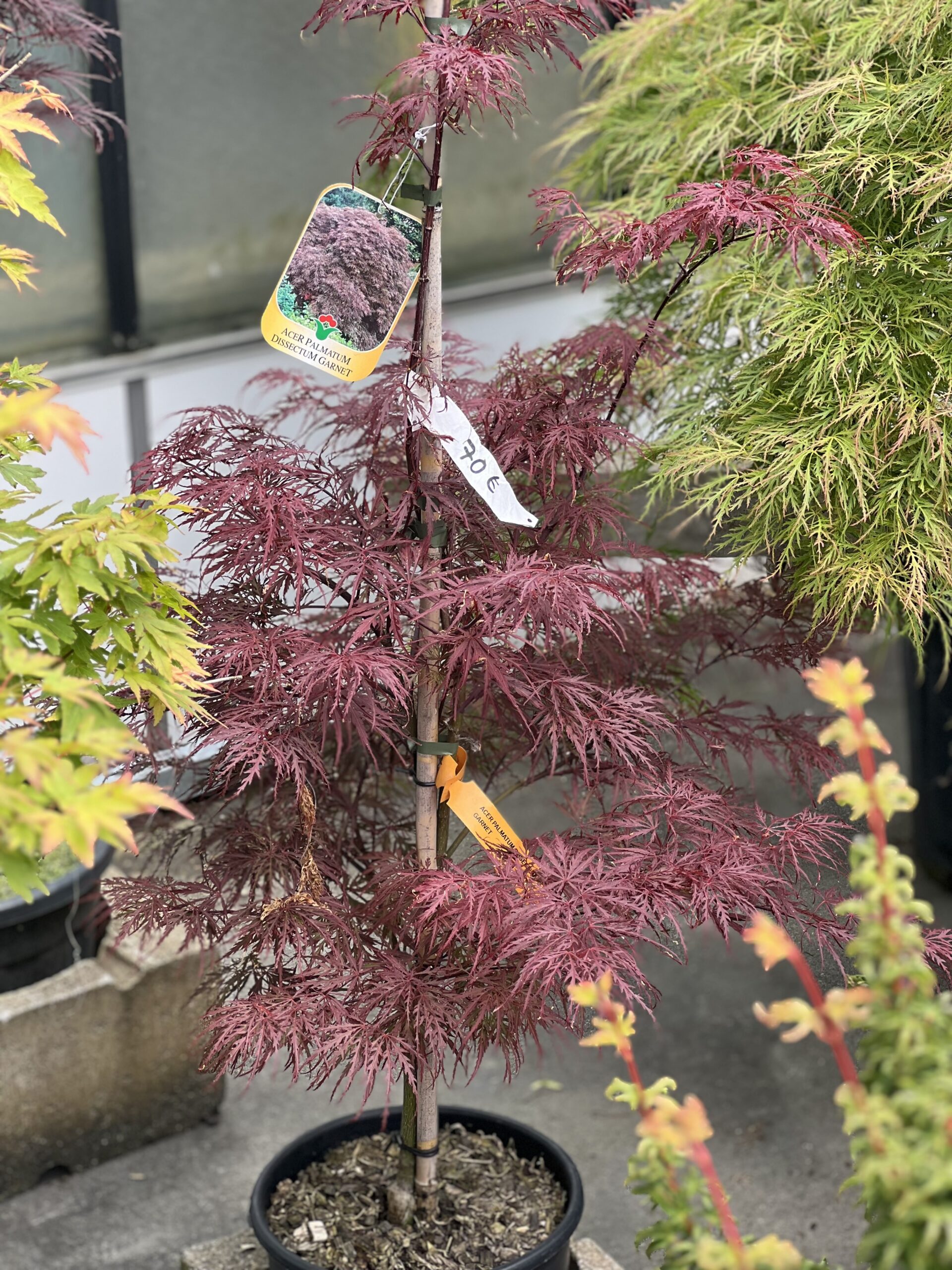Acer palmatum Dissectum Garnet 120cm