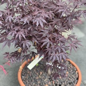 Acer Palmatum Fireglow Bonsai