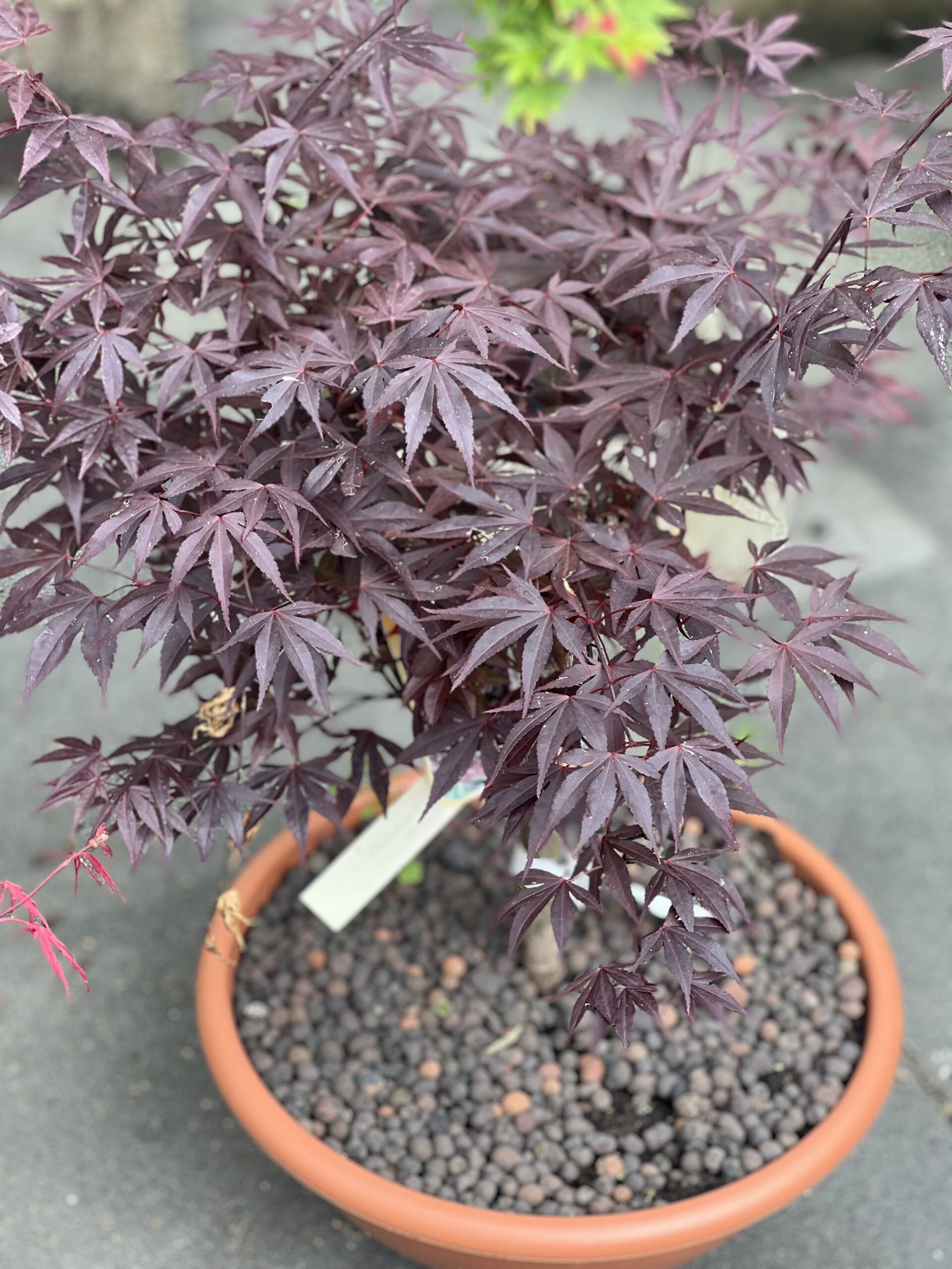Acer Palmatum Fireglow Bonsai