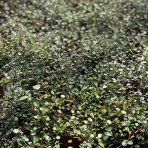 Muehlenbeckia