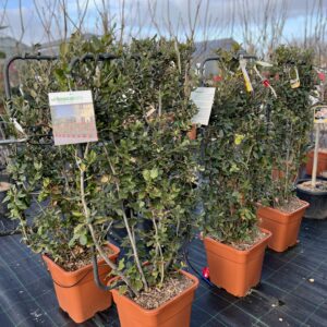 Quercus Ilex - Steeneik op kader