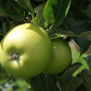 Appelboom - Malus Domestica Granny Smith